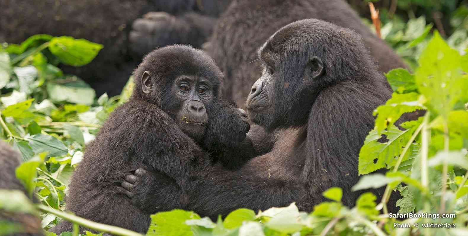 01-Gorilla_Trekking_Uganda_Versus_Rwanda_Which_Is_Better-BW-1600px