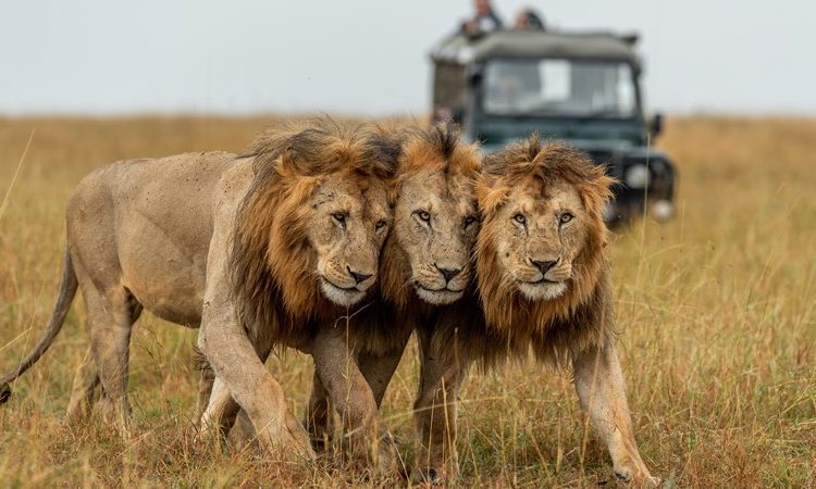 4-Days-Serengeti-Wildlife-Safari-750×450-1