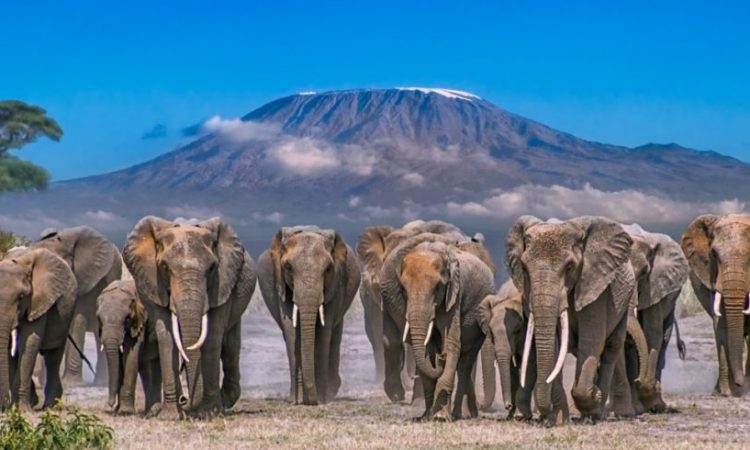 Amboseli-National-Park-Elephantsssss-750x450