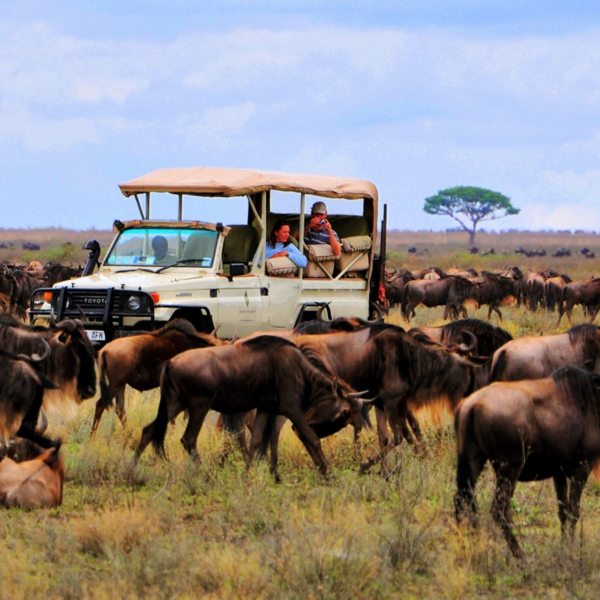 BANNER-Tanzania_NorthSerengeti_SanctuaryKichakaniSerengetiCamp_GameDrive_Migration_Wildebeest2-600×600