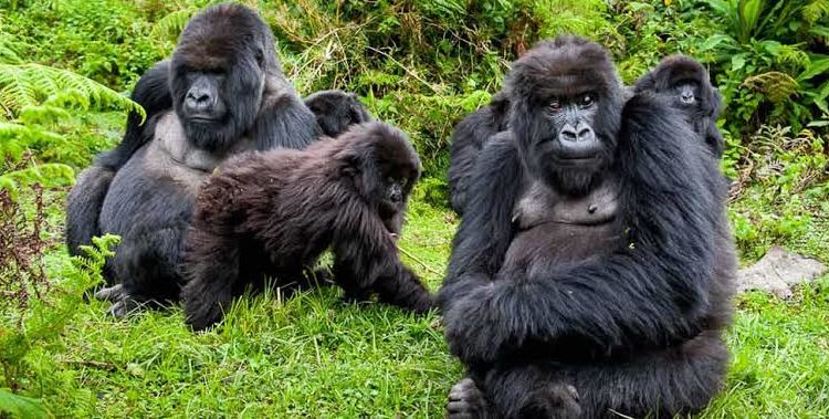 Gorilla-Trekking-in-Ugandaa-750×379