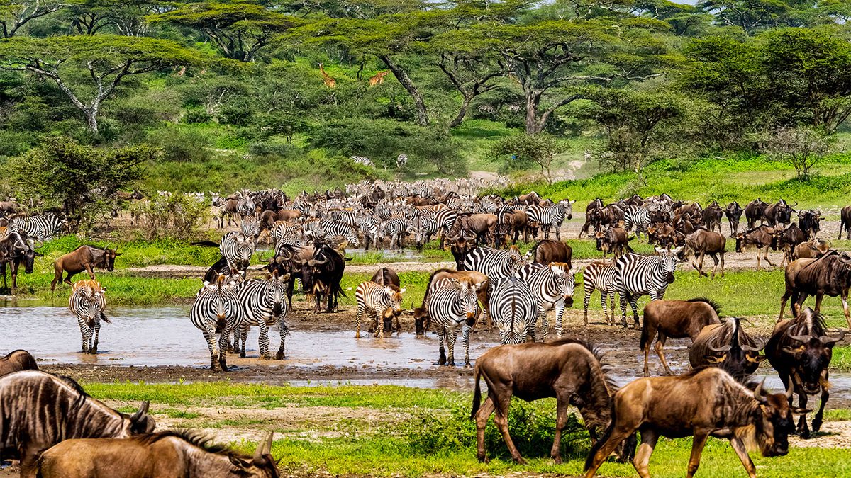 Great-wildebeest-migration-safari-guide-1200×675-1