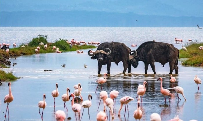 Lake-Nakuru-National-Park-2