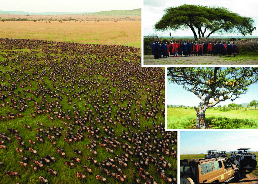 The-Serengeti-Masai-Mara-ecotourism-landscape-describing-the-wealth-of-the-ecosystem-and