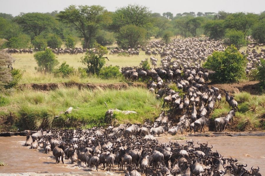 kenya-safari-masai-mara