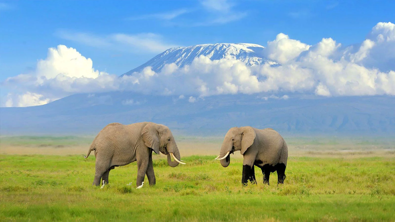 kilimanjaro-view-safari-amboseli