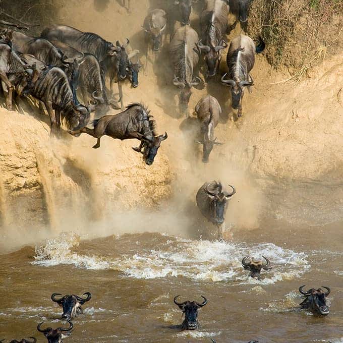 masai-mara-great-migration-river-crossing-kenya-small