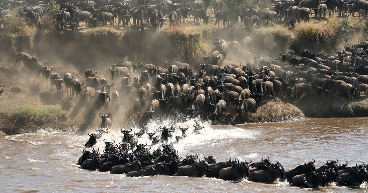 wildlife-spectacle-great-migration-tanzania