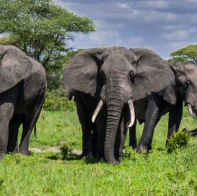 Elephants-in-Tarangire-National-Park-582×316-1