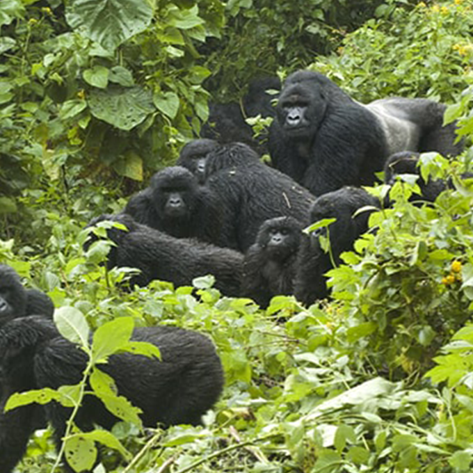 Gorilla-Trekking-Uganda-