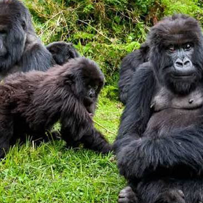 Gorilla-Trekking-in-Ugandaa-750×379