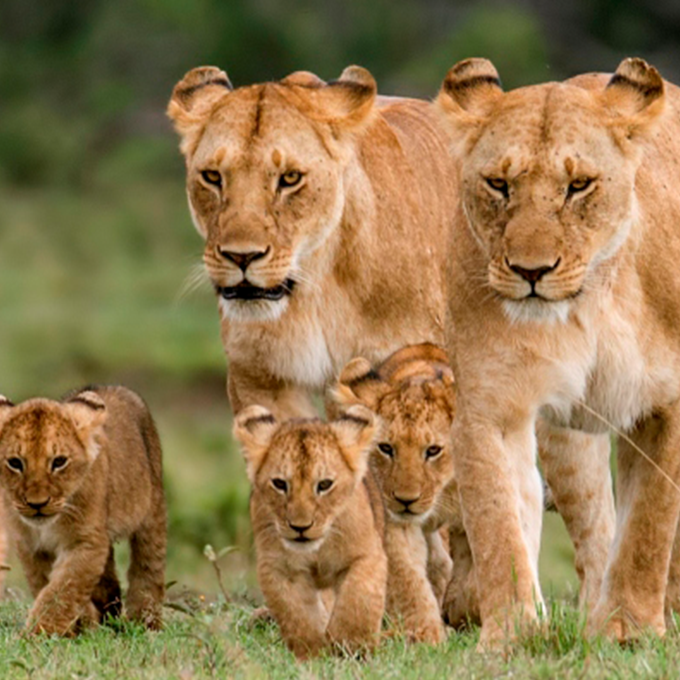 mara-lions