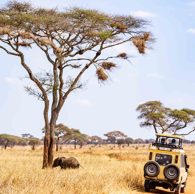 safari-tarangire