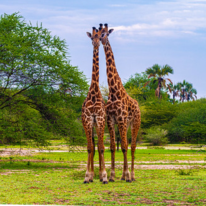 tarangire-giraffes