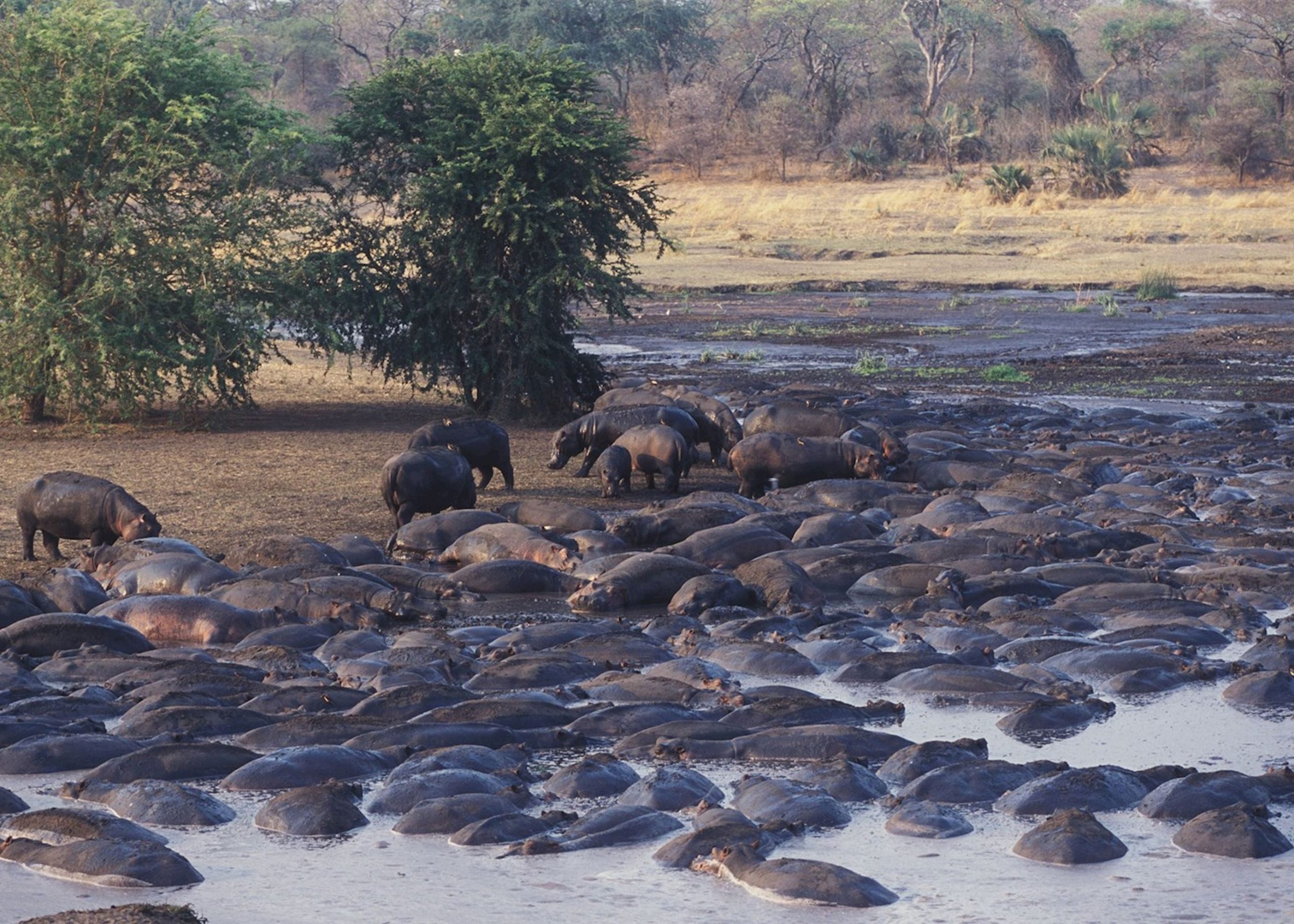 Katavi National Park