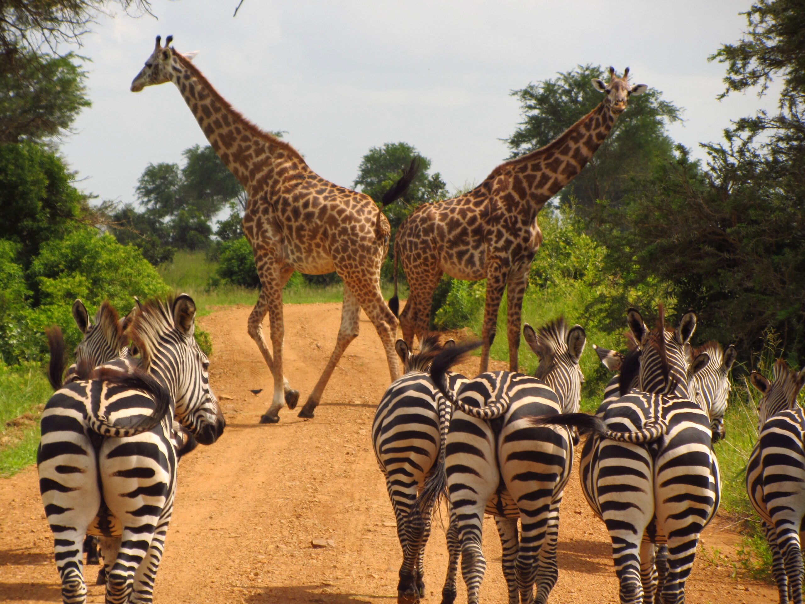 mikumi-national-park-safari